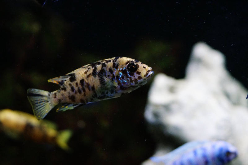 Maylandia zebra 'Chizumulu Island'